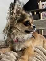 vom Trojangold, hodowla Owczarków Niemieckich Długowłosych