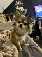 vom Trojangold, hodowla Owczarków Niemieckich Długowłosych