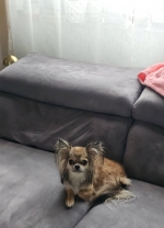 vom Trojangold, hodowla Owczarków Niemieckich Długowłosych