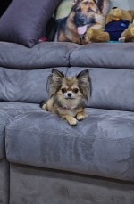 vom Trojangold, hodowla Owczarków Niemieckich Długowłosych