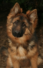 vom Trojangold, hodowla Owczarków Niemieckich Długowłosych