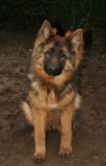 vom Trojangold, hodowla Owczarków Niemieckich Długowłosych