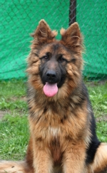 vom Trojangold, hodowla Owczarków Niemieckich Długowłosych