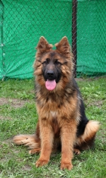 vom Trojangold, hodowla Owczarków Niemieckich Długowłosych