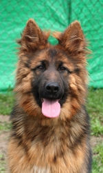 vom Trojangold, hodowla Owczarków Niemieckich Długowłosych