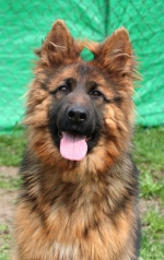 vom Trojangold, hodowla Owczarków Niemieckich Długowłosych