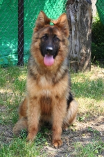 vom Trojangold, hodowla Owczarków Niemieckich Długowłosych