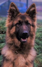 vom Trojangold, hodowla Owczarków Niemieckich Długowłosych