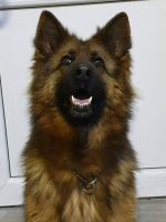 vom Trojangold, hodowla Owczarków Niemieckich Długowłosych