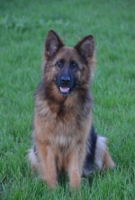 vom Trojangold, hodowla Owczarków Niemieckich Długowłosych