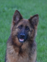 vom Trojangold, hodowla Owczarków Niemieckich Długowłosych