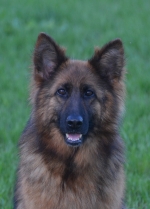 vom Trojangold, hodowla Owczarków Niemieckich Długowłosych