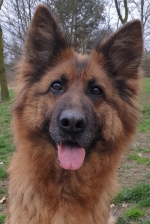 vom Trojangold, hodowla Owczarków Niemieckich Długowłosych