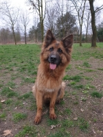 vom Trojangold, hodowla Owczarków Niemieckich Długowłosych