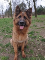 vom Trojangold, hodowla Owczarków Niemieckich Długowłosych