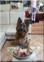 vom Trojangold, hodowla Owczarków Niemieckich Długowłosych