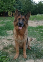 vom Trojangold, hodowla Owczarków Niemieckich Długowłosych