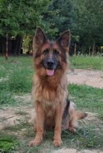 vom Trojangold, hodowla Owczarków Niemieckich Długowłosych