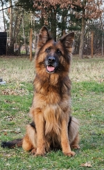 vom Trojangold, hodowla Owczarków Niemieckich Długowłosych