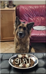 vom Trojangold, hodowla Owczarków Niemieckich Długowłosych