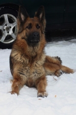 vom Trojangold, hodowla Owczarków Niemieckich Długowłosych