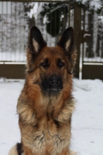 vom Trojangold, hodowla Owczarków Niemieckich Długowłosych