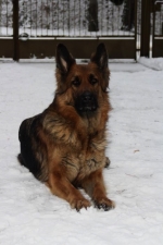 vom Trojangold, hodowla Owczarków Niemieckich Długowłosych