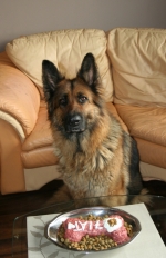 vom Trojangold, hodowla Owczarków Niemieckich Długowłosych