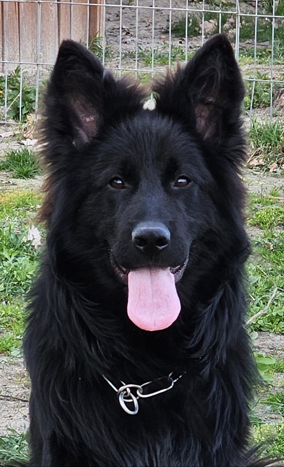 vom Trojangold, hodowla Owczarków Niemieckich Długowłosych