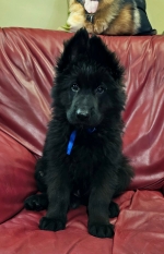 vom Trojangold, hodowla Owczarków Niemieckich Długowłosych