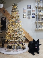 vom Trojangold, hodowla Owczarków Niemieckich Długowłosych