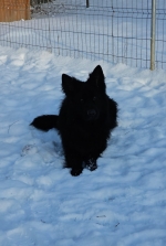 vom Trojangold, hodowla Owczarków Niemieckich Długowłosych