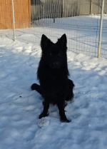 vom Trojangold, hodowla Owczarków Niemieckich Długowłosych