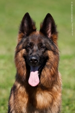 vom Trojangold, hodowla Owczarków Niemieckich Długowłosych