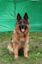 vom Trojangold, hodowla Owczarków Niemieckich Długowłosych