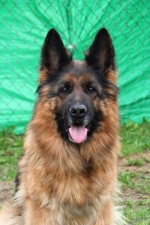 vom Trojangold, hodowla Owczarków Niemieckich Długowłosych