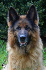 vom Trojangold, hodowla Owczarków Niemieckich Długowłosych