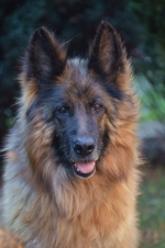 vom Trojangold, hodowla Owczarków Niemieckich Długowłosych