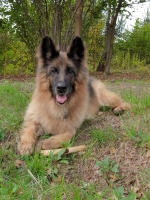 vom Trojangold, hodowla Owczarków Niemieckich Długowłosych