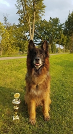 vom Trojangold, hodowla Owczarków Niemieckich Długowłosych