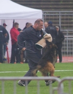 vom Trojangold, hodowla Owczarków Niemieckich Długowłosych