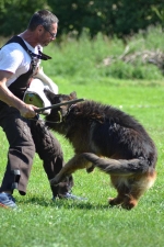 vom Trojangold, Long-Haired German Shepherds kennel