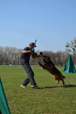 vom Trojangold, hodowla Owczarków Niemieckich Długowłosych