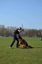 vom Trojangold, hodowla Owczarków Niemieckich Długowłosych