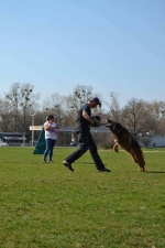 vom Trojangold, hodowla Owczarków Niemieckich Długowłosych