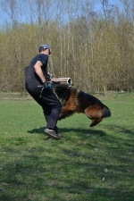 vom Trojangold, hodowla Owczarków Niemieckich Długowłosych