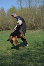 vom Trojangold, hodowla Owczarków Niemieckich Długowłosych