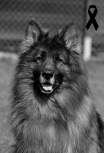 vom Trojangold, hodowla Owczarków Niemieckich Długowłosych