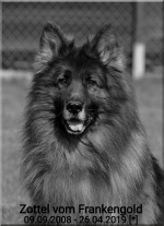 vom Trojangold, hodowla Owczarków Niemieckich Długowłosych