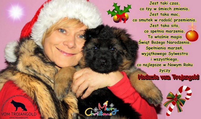 vom Trojangold, hodowla Owczarków Niemieckich Długowłosych